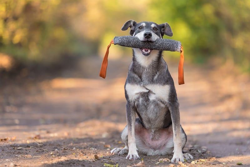 Gray dog sitting on a dirt path, holding a stick with orange ribbons in its mouth.