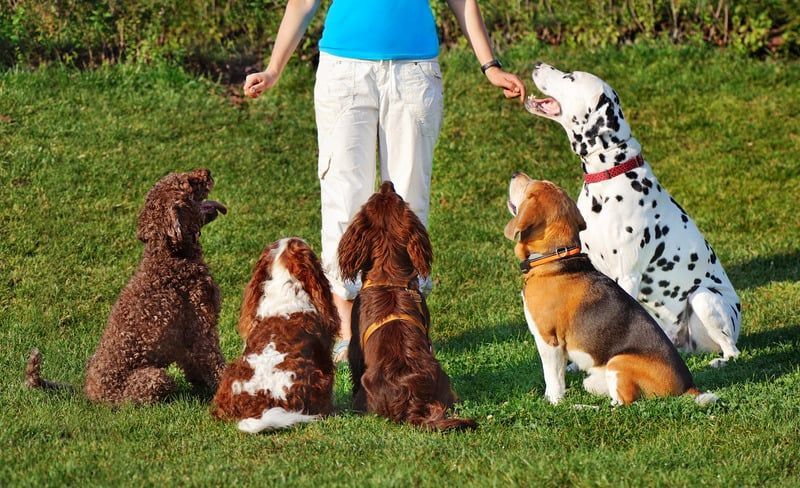 Six dogs sitting on grass facing a standing person in a blue shirt and white pants