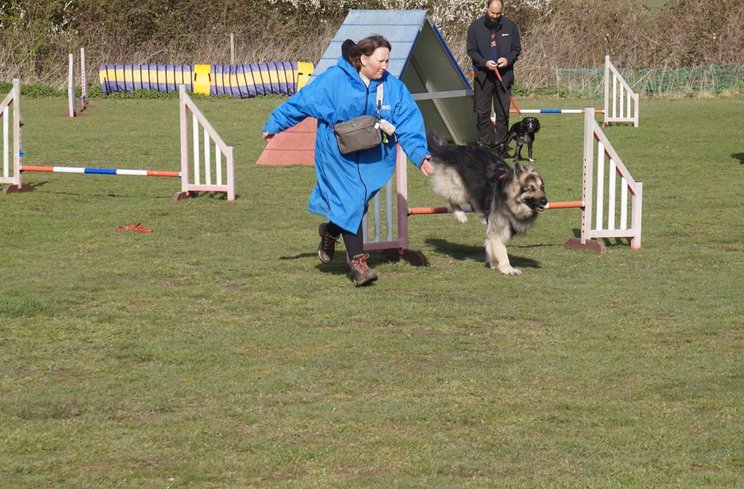 Woman guiding a dog through agility jumps on a grassy field