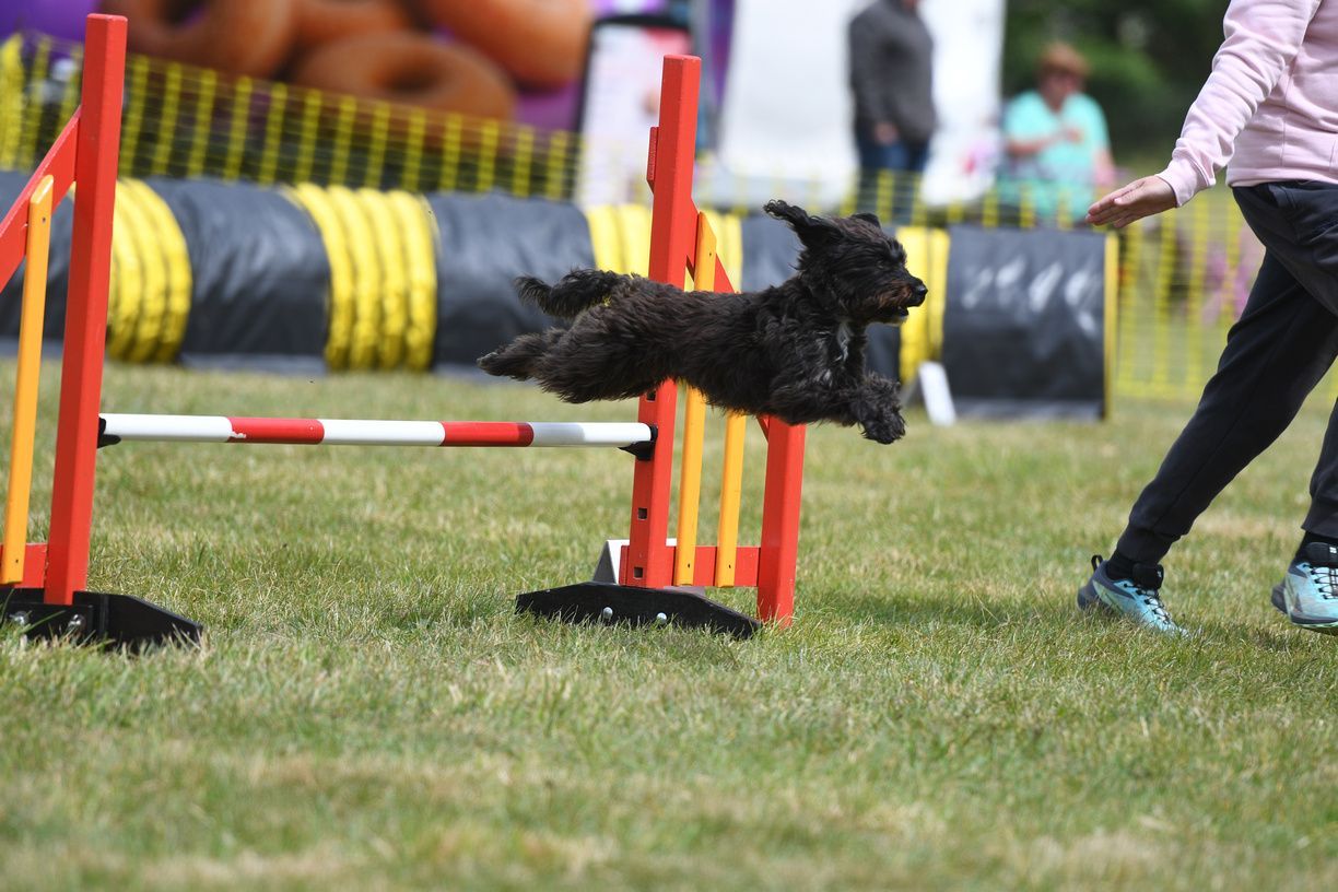 Black dog jumping over a red-and-white hurdle on a grassy agility course with a handler nearby