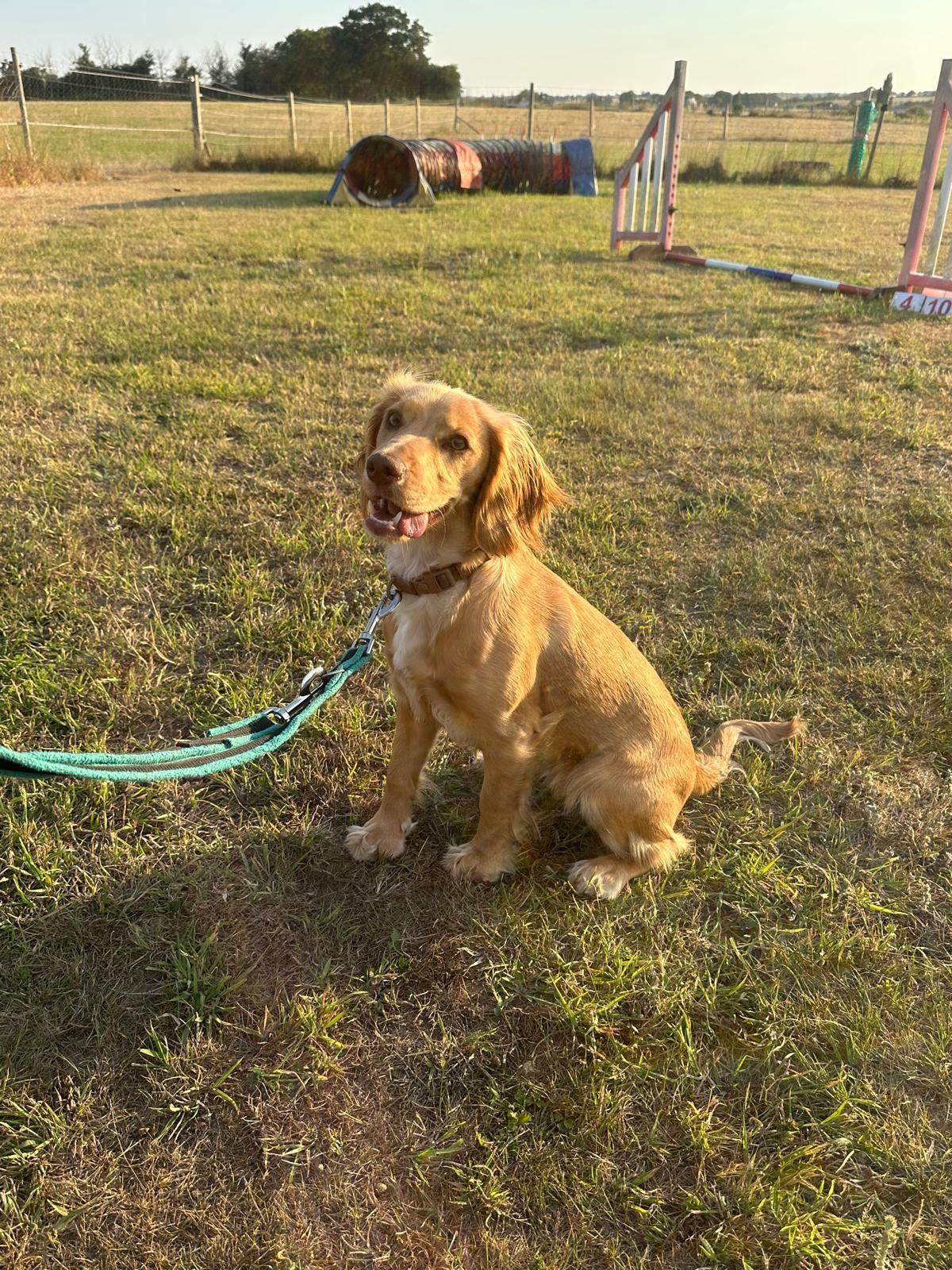 Golden dog on a leash sitting in a grassy field, with agility jumps in the background.