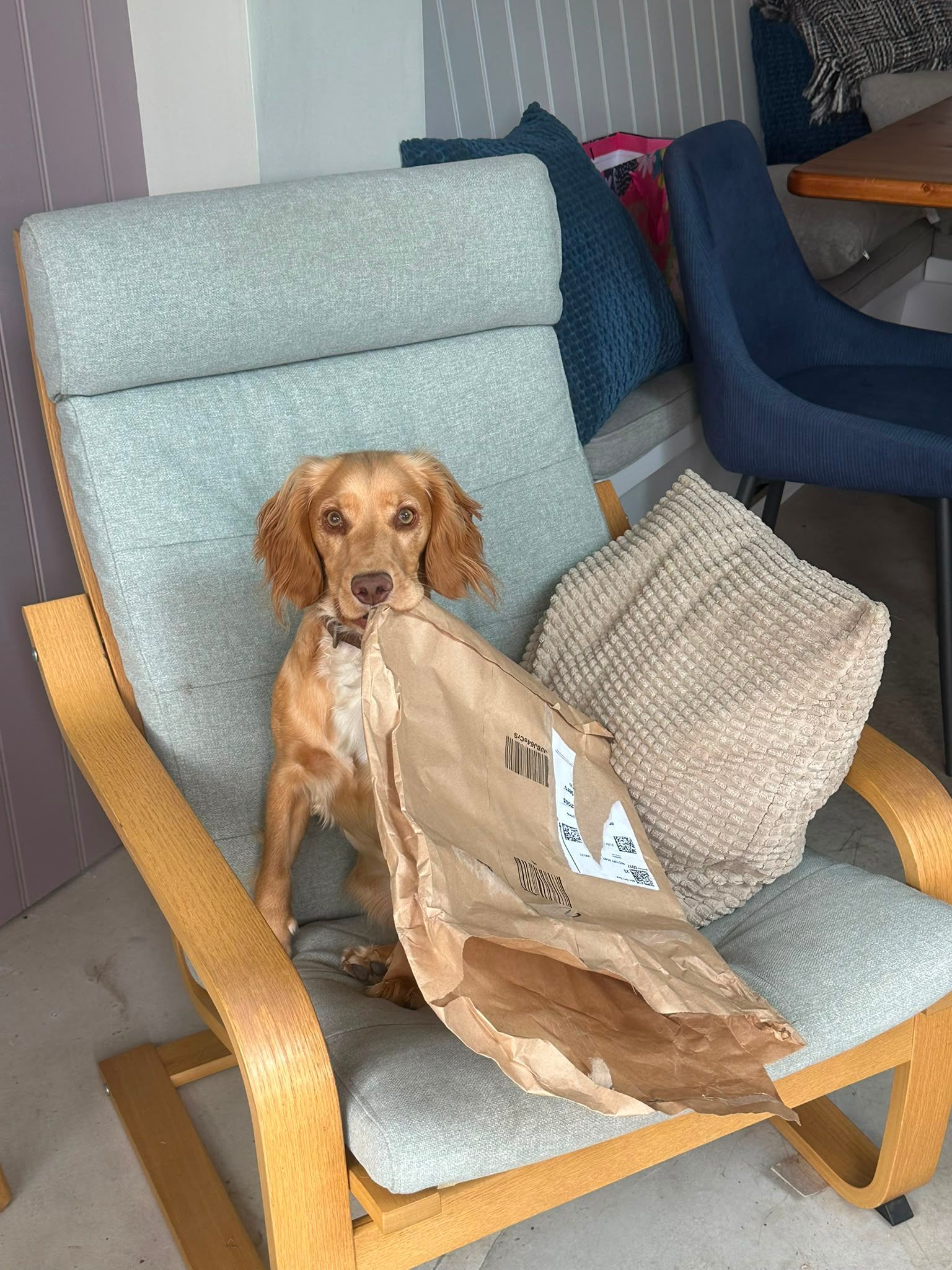 Small tan dog sitting in a blue chair with a torn paper bag in a cozy living room