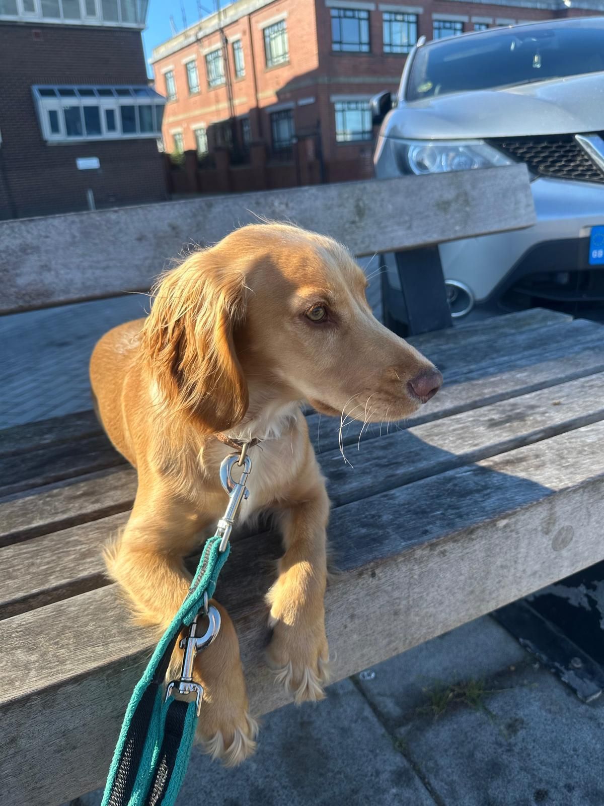 Golden-brown dog on a leash sitting on a wooden bench outdoors, with parked cars and buildings behind.