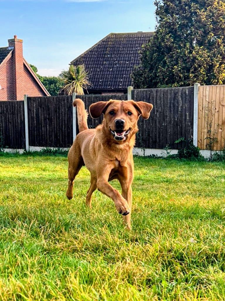 Brown dog running toward camera in a grassy backyard with a wooden fence and houses behind