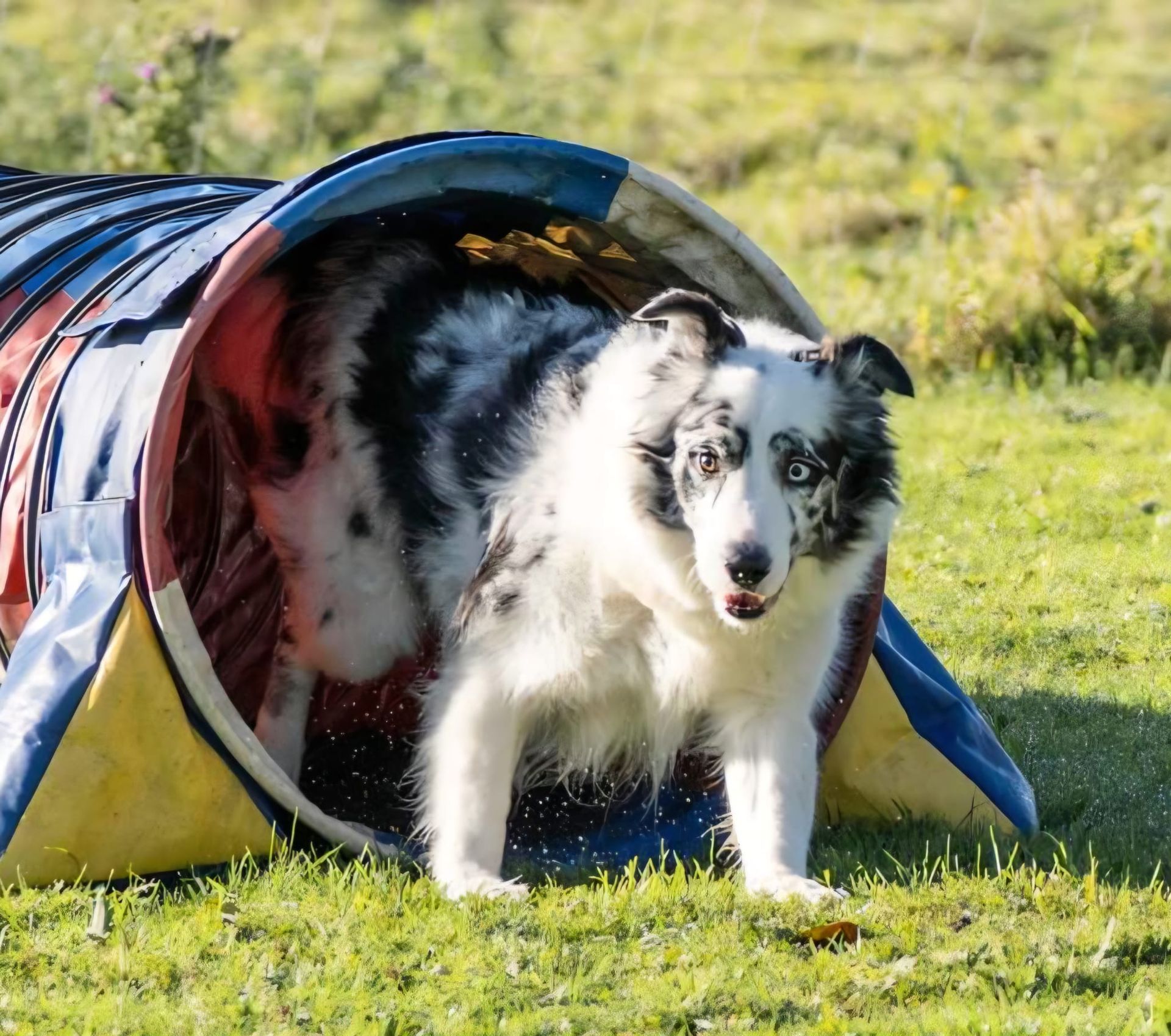 Black-and-white dog emerging from a blue agility tunnel on grass outdoors