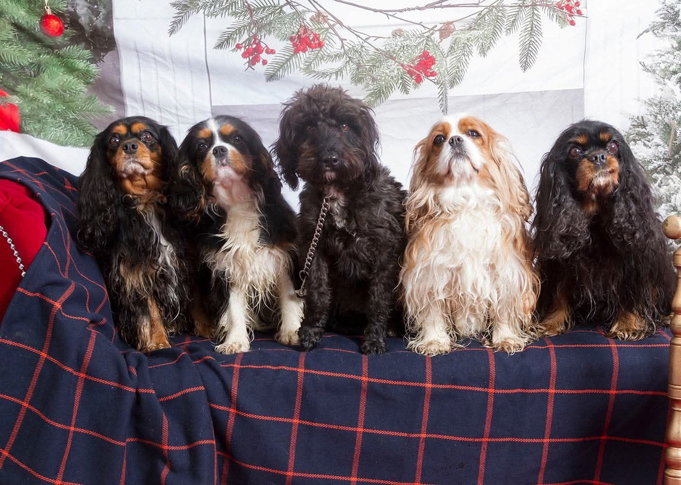 Five Cavalier King Charles Spaniels sitting on a plaid blanket in a festive holiday setting