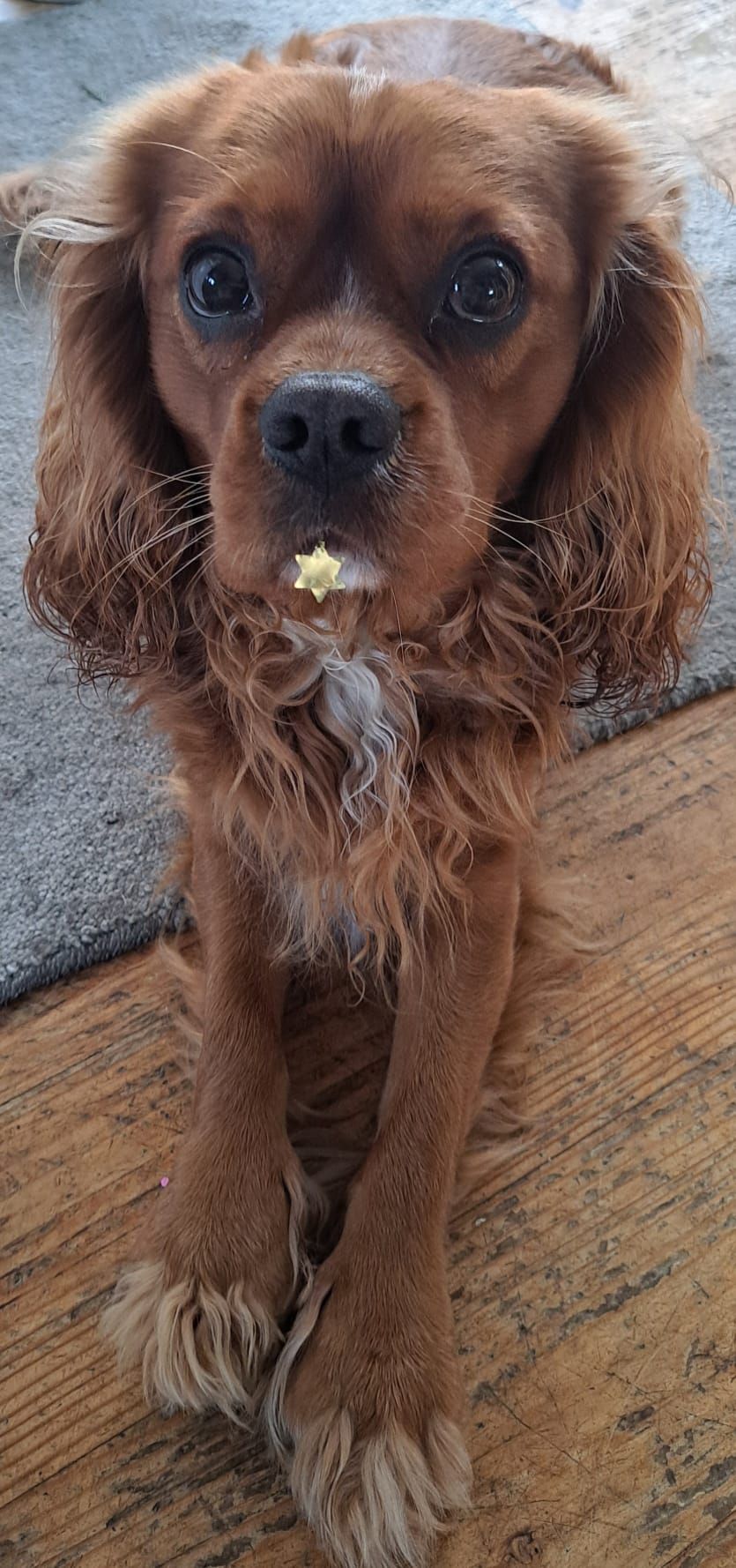 Brown dog with wet fur sitting on a carpet, looking up at the camera with a flower on its chest.