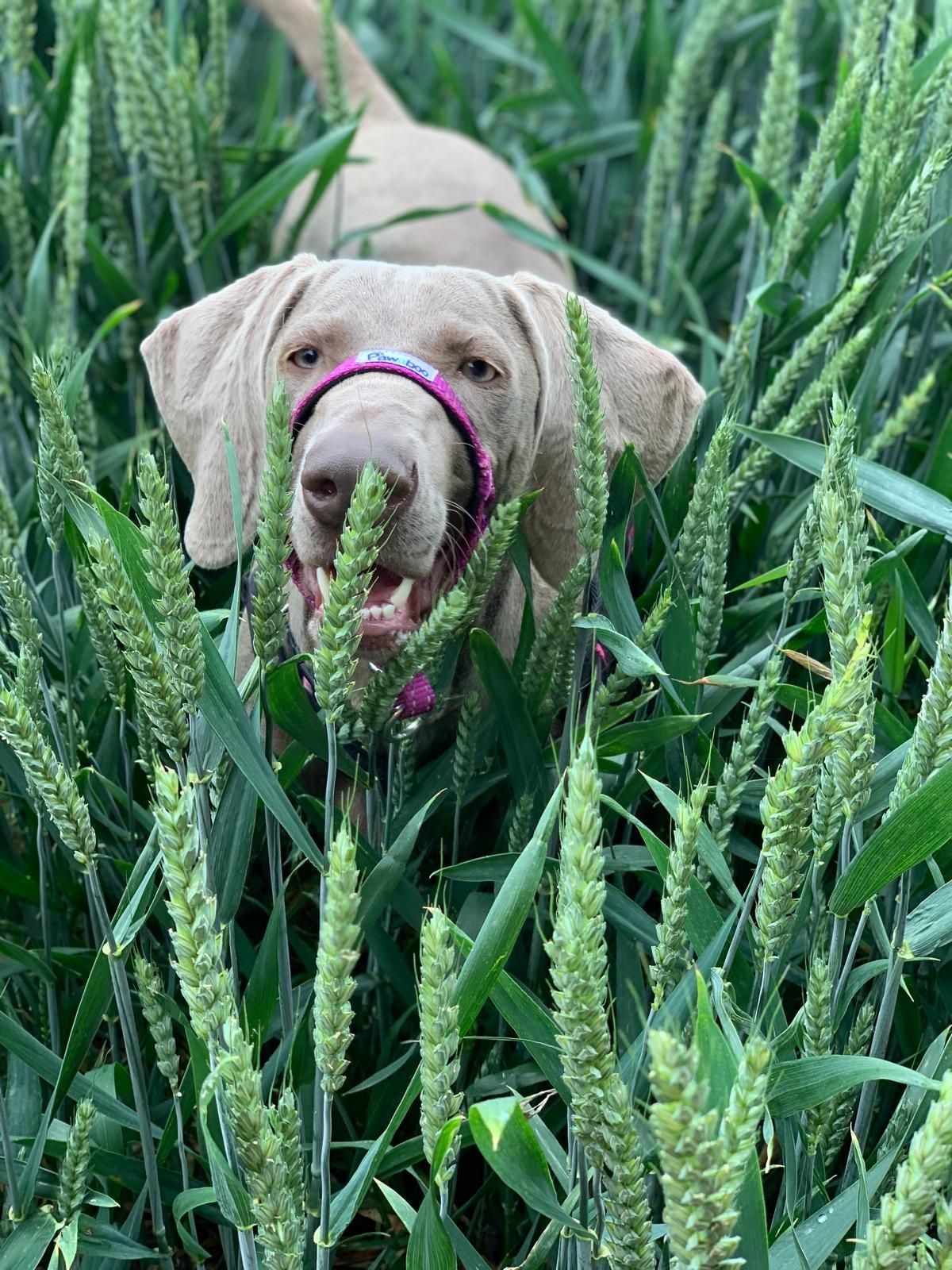 Light-colored dog wearing a pink collar standing in tall green grass.