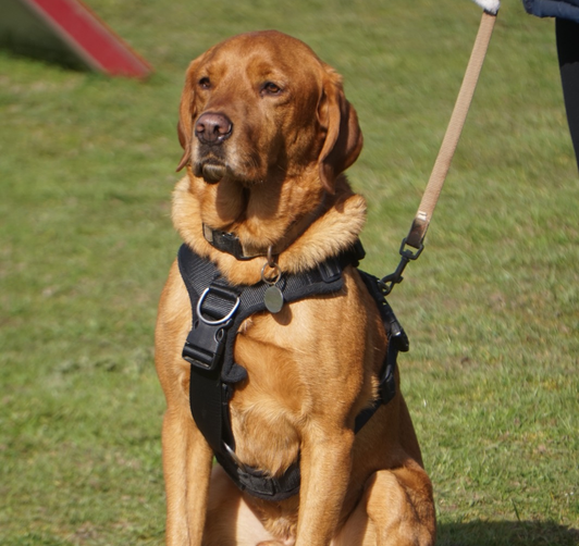 Golden retriever wearing a harness sits on grass, held on a leash by a person’s hand