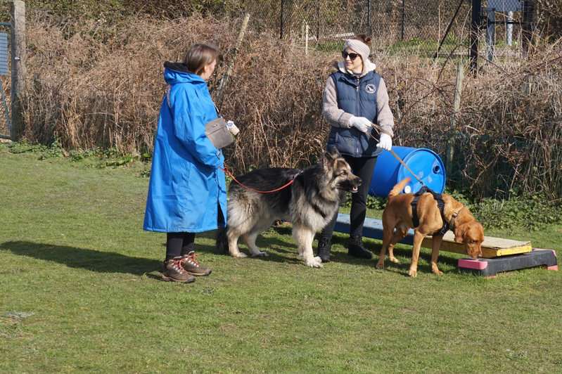 Two people with two dogs outdoors; one dog wears a blue coat and sniffs a mat.