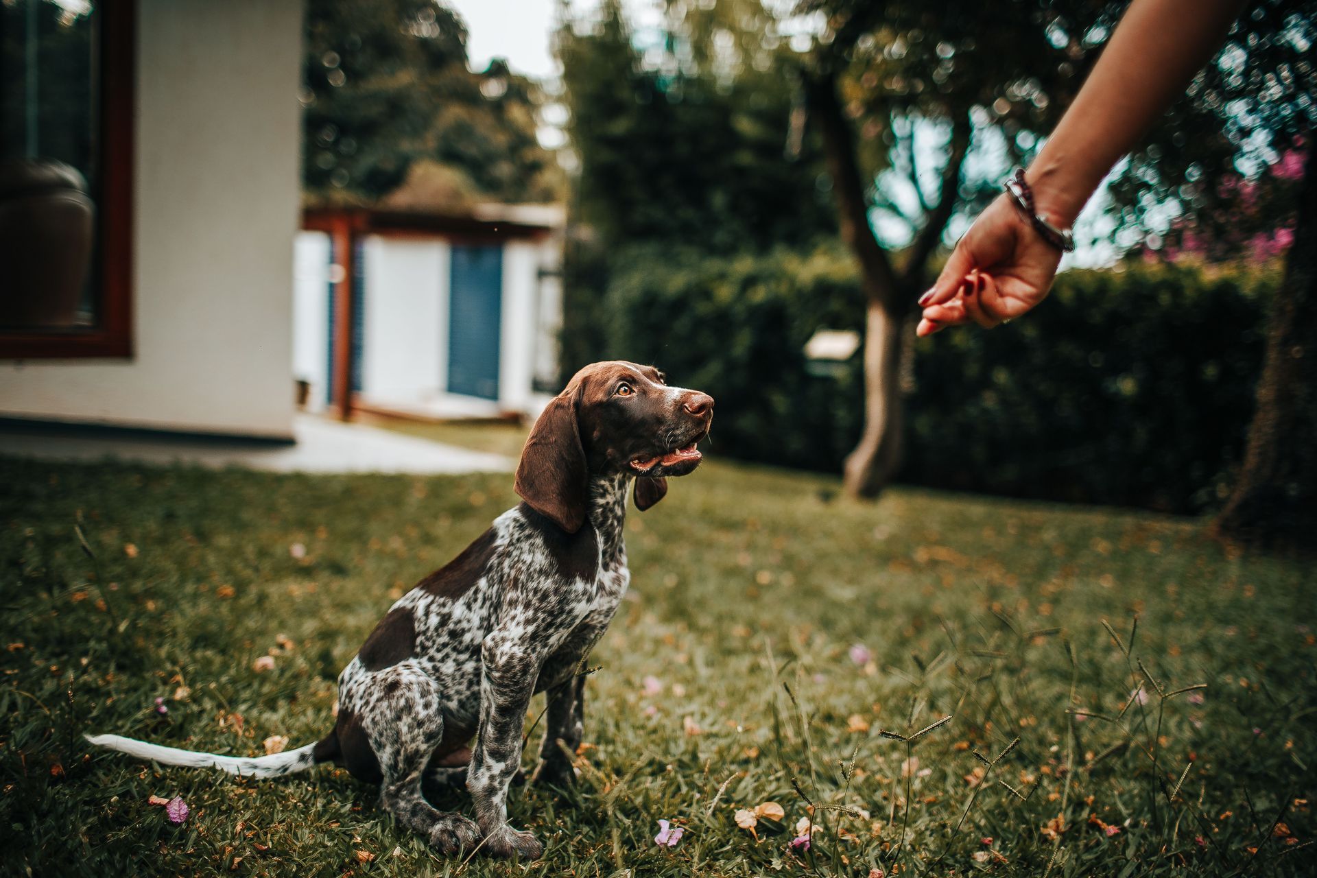 Brown-and-white dog sitting on grass, reaching toward a person's hand in a yard