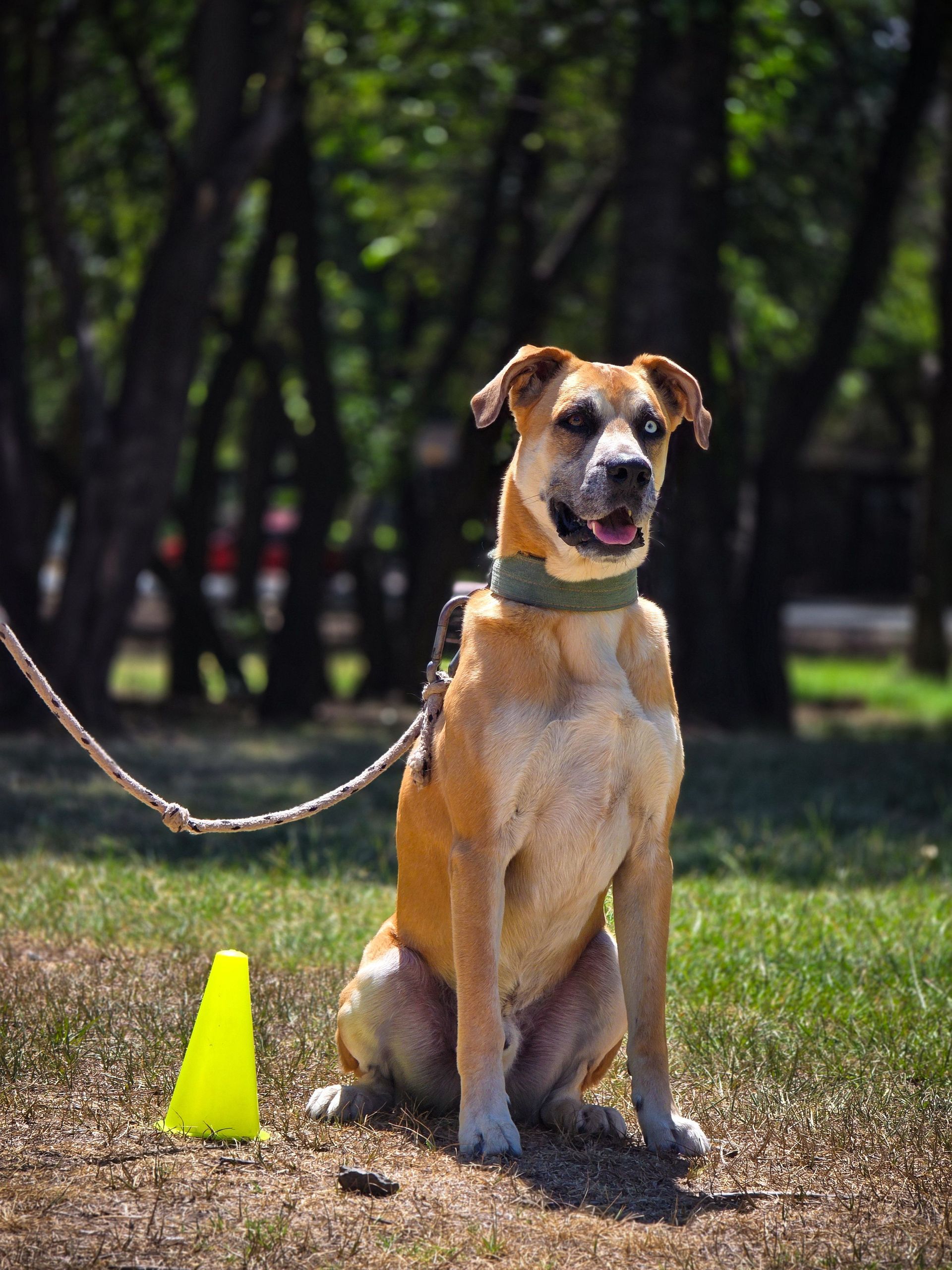 Brown dog sitting on a leash outdoors beside a yellow cone in a park