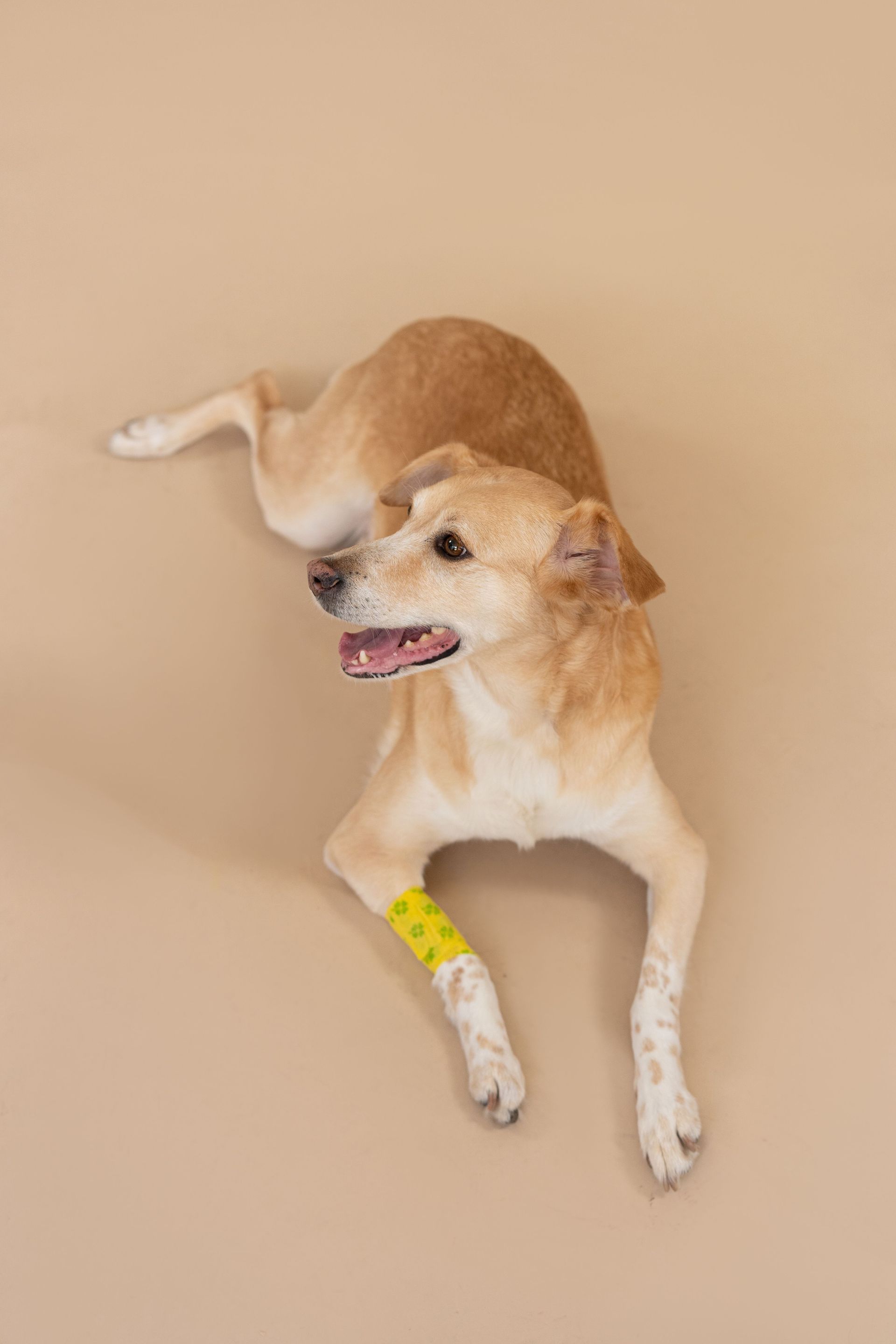 Tan-and-white dog lying on a beige floor, wearing a yellow bandage on one front leg.