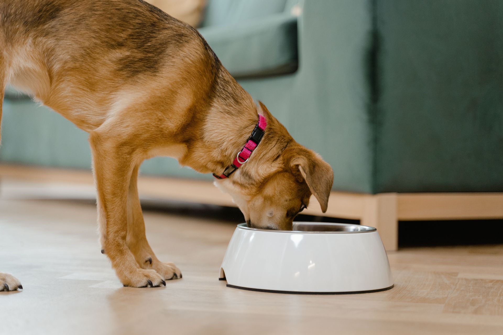 Brown dog eating from a white bowl indoors on a wooden floor