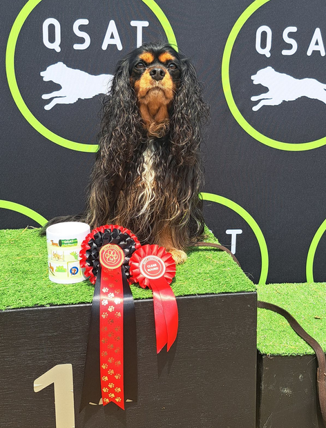 Long-haired dachshund on a podium with red ribbons at a QSAT dog show
