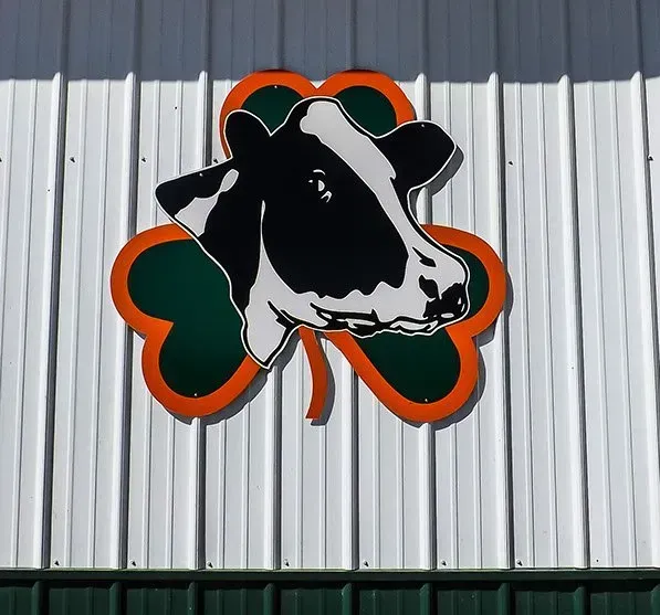 A black and white cow with a shamrock around its head