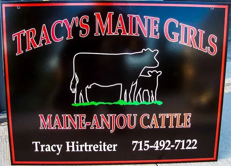 A sign for tracy 's maine girls maine-anjou cattle