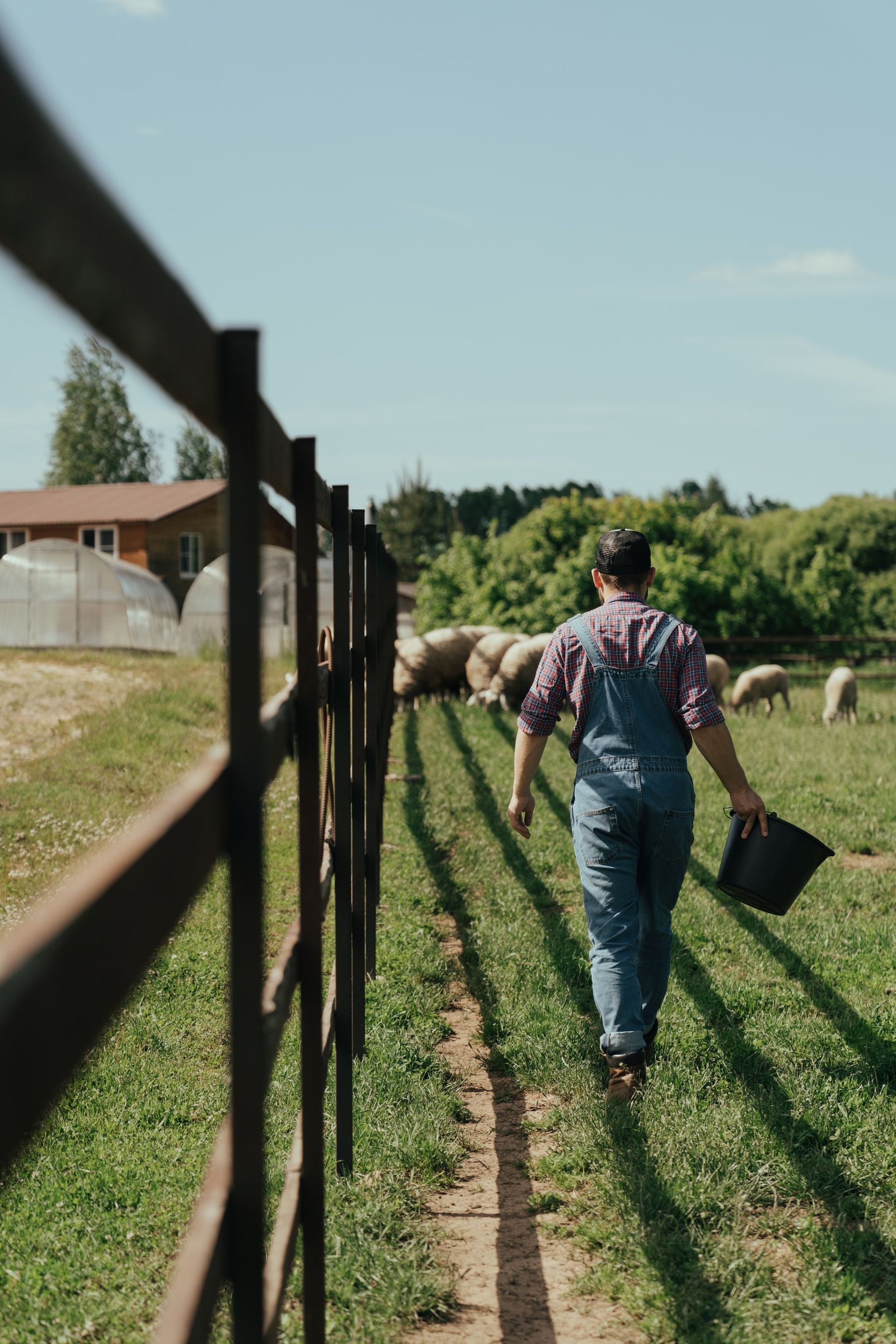 Person walking with a bucket along a fenced grassy path beside grazing sheep on a sunny farm