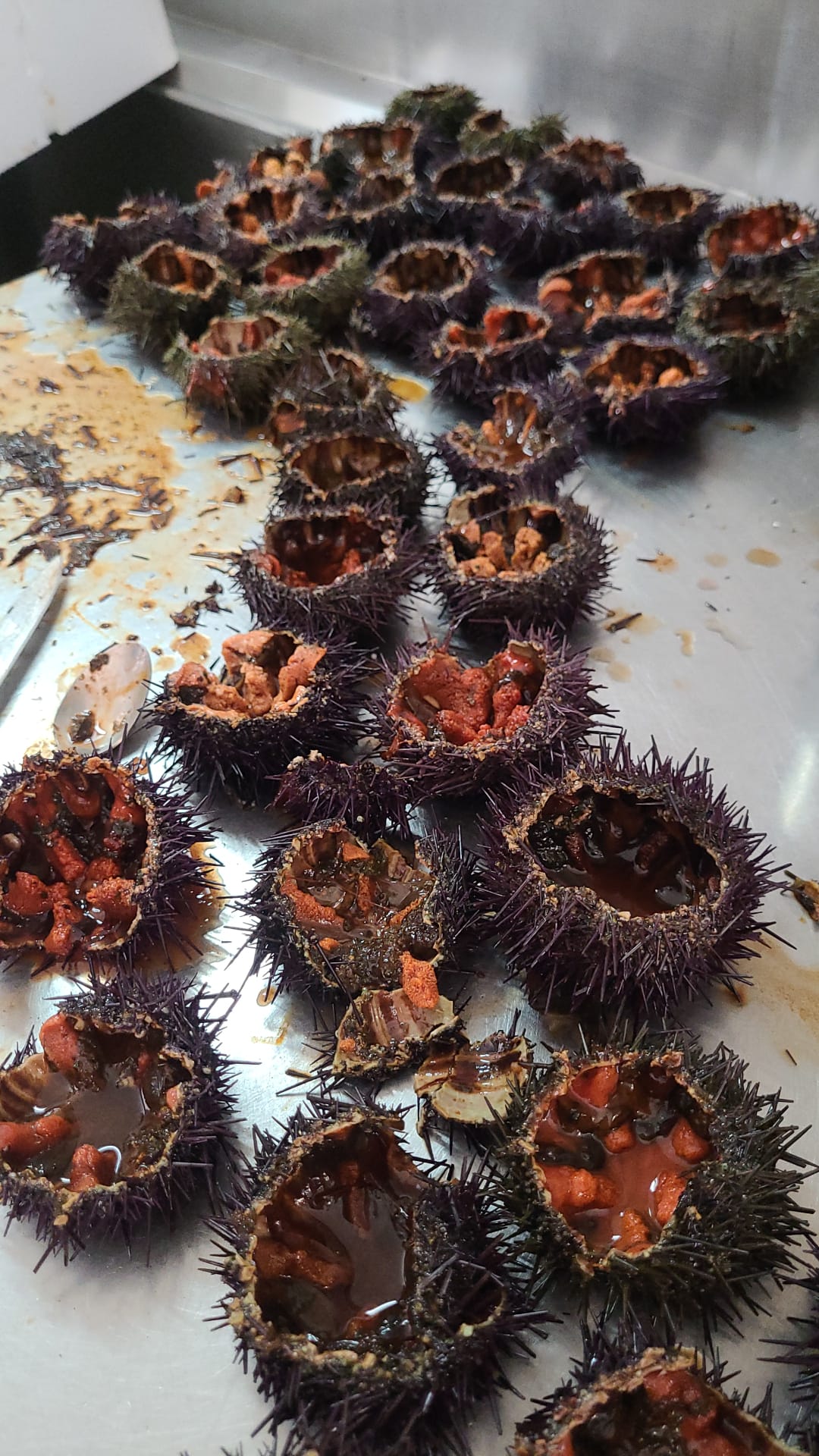 Un mucchio di ricci di mare aperti, dalla polpa rosso-arancio, su un vassoio di metallo.