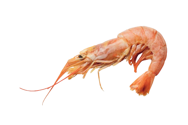 Un singolo gamberetto arancione su sfondo bianco