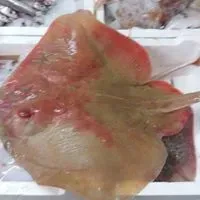 Primo piano di una razza rossa e beige su ghiaccio in un vassoio bianco.