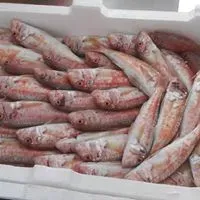 Scatola di pesce surgelato disposta in imballaggio bianco