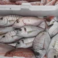 Pesce fresco ammucchiato in un contenitore termico di polistirolo sul ghiaccio in un mercato
