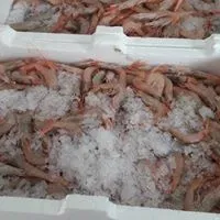 Casse di gamberi crudi ricoperte di ghiaccio tritato