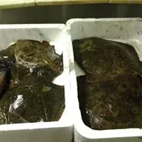 Due contenitori di polistirolo bianco riempiti con pezzi di cibo cotto, scuri e lucidi.