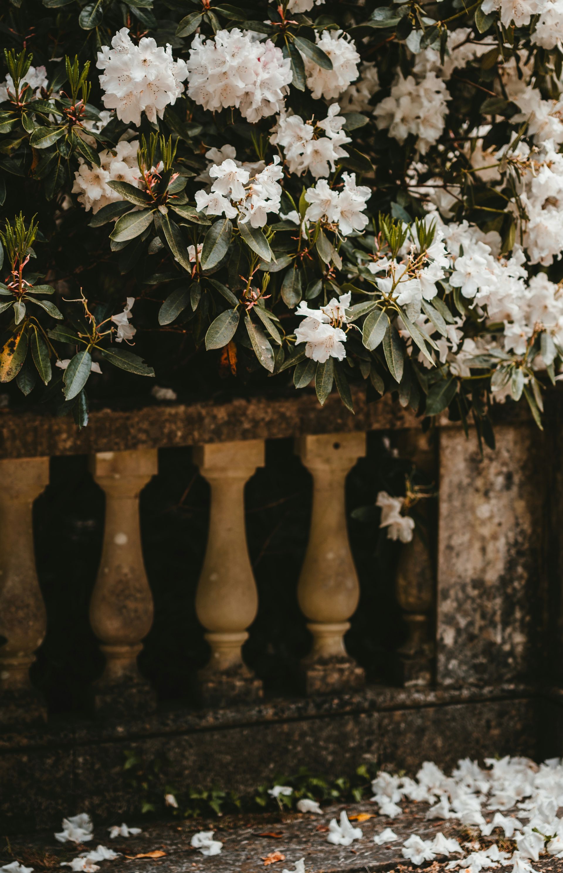 White flowers spilling over a stone balustrade with petals scattered on the ground
