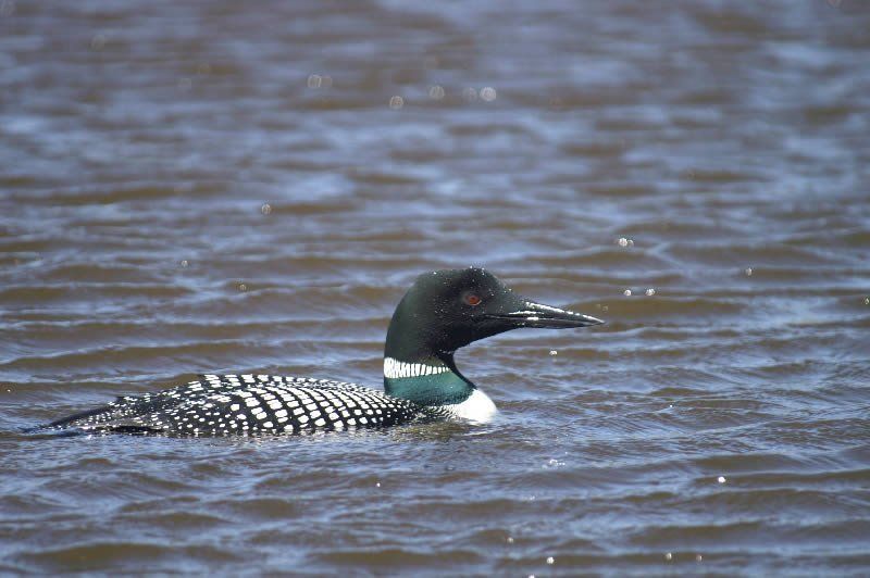 A black and white duck is swimming in the water.