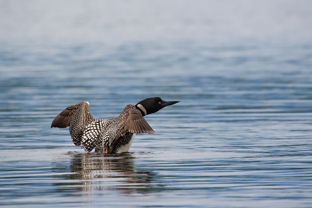 A bird is standing in the water with its wings outstretched.