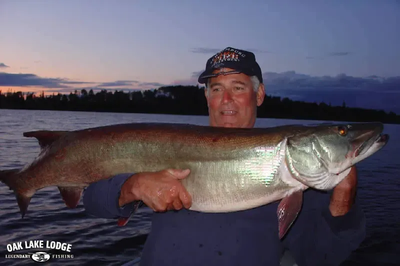 Steve caught Muskie at Oak Lake Lodge.