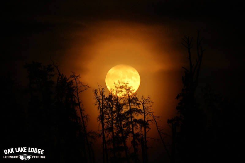 A full moon is visible through the trees at oak lake lodge