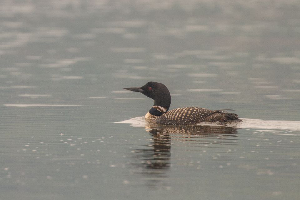 A loon is swimming in a body of water.