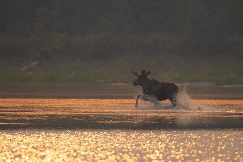 Moose