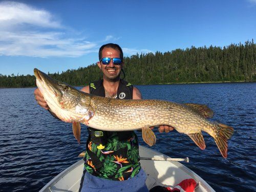 Northern Pike Oak Lake Lodge.