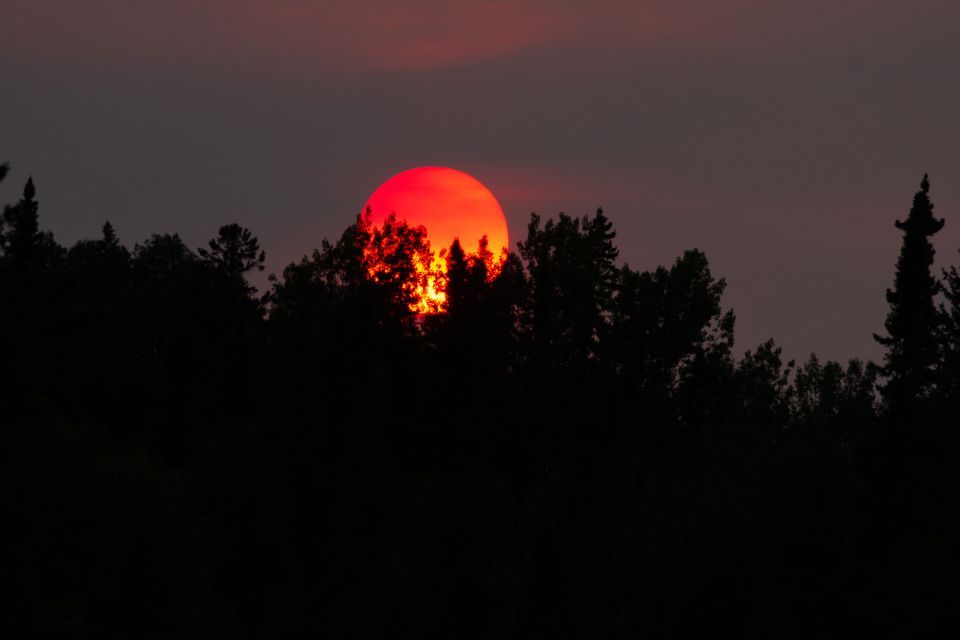 The sun is setting behind a forest with trees in the foreground.