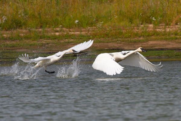Two white birds are flying over a body of water.