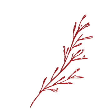 Delicate pale green leafy branch illustration on a white background