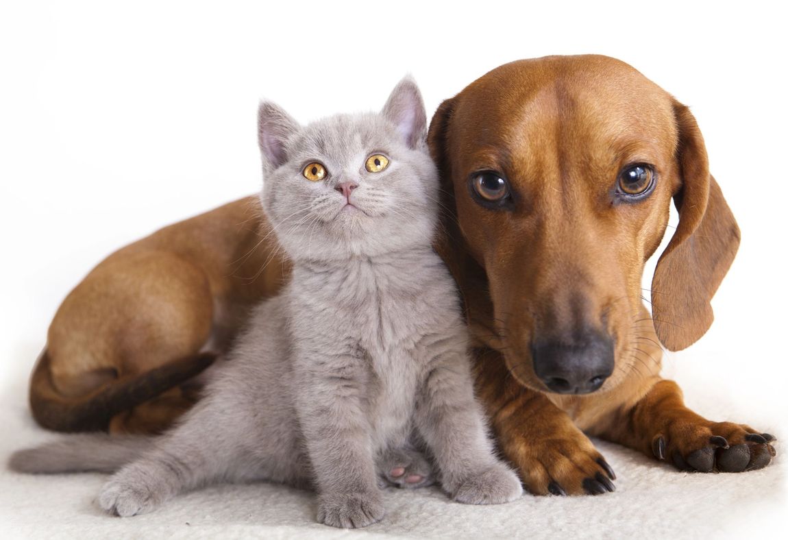 Allestimento commemorativo per animali domestici
