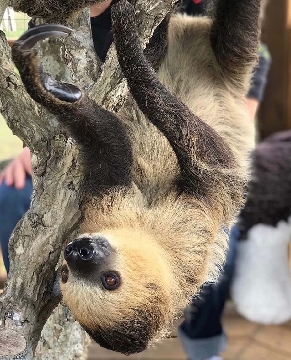 Gallery | Exotic Animal Experience In Orlando