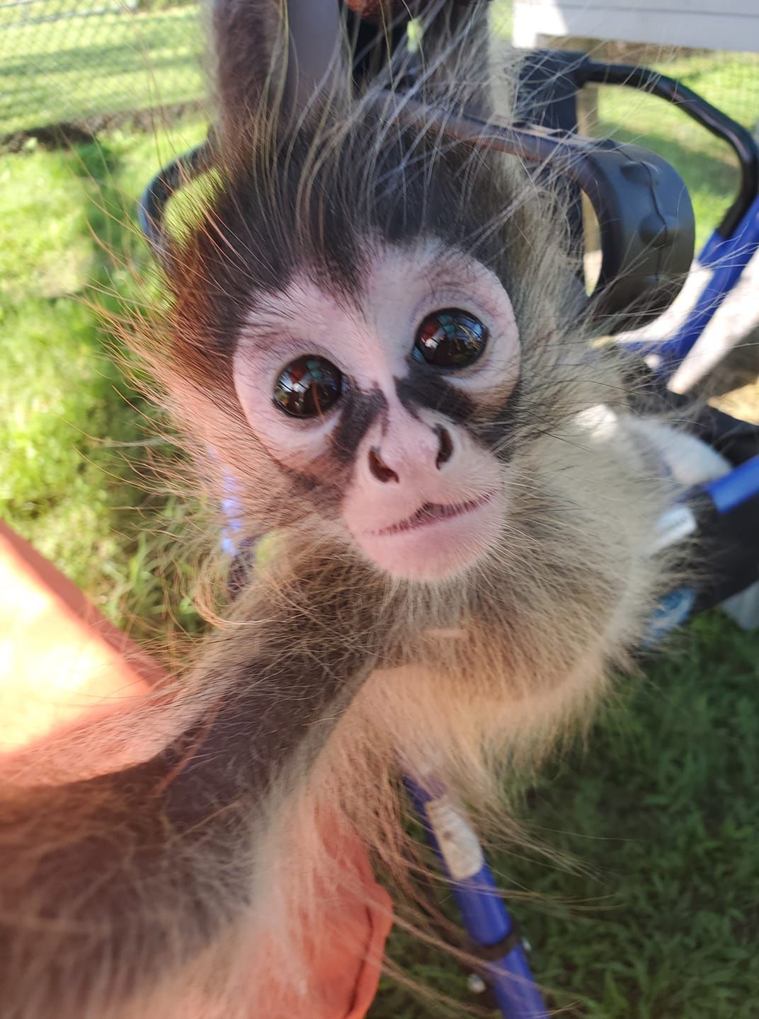 Exotic Animal Experience In Orlando