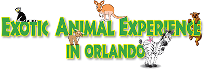 Exotic Animal Experience In Orlando Exotic Animal Experience In Orlando