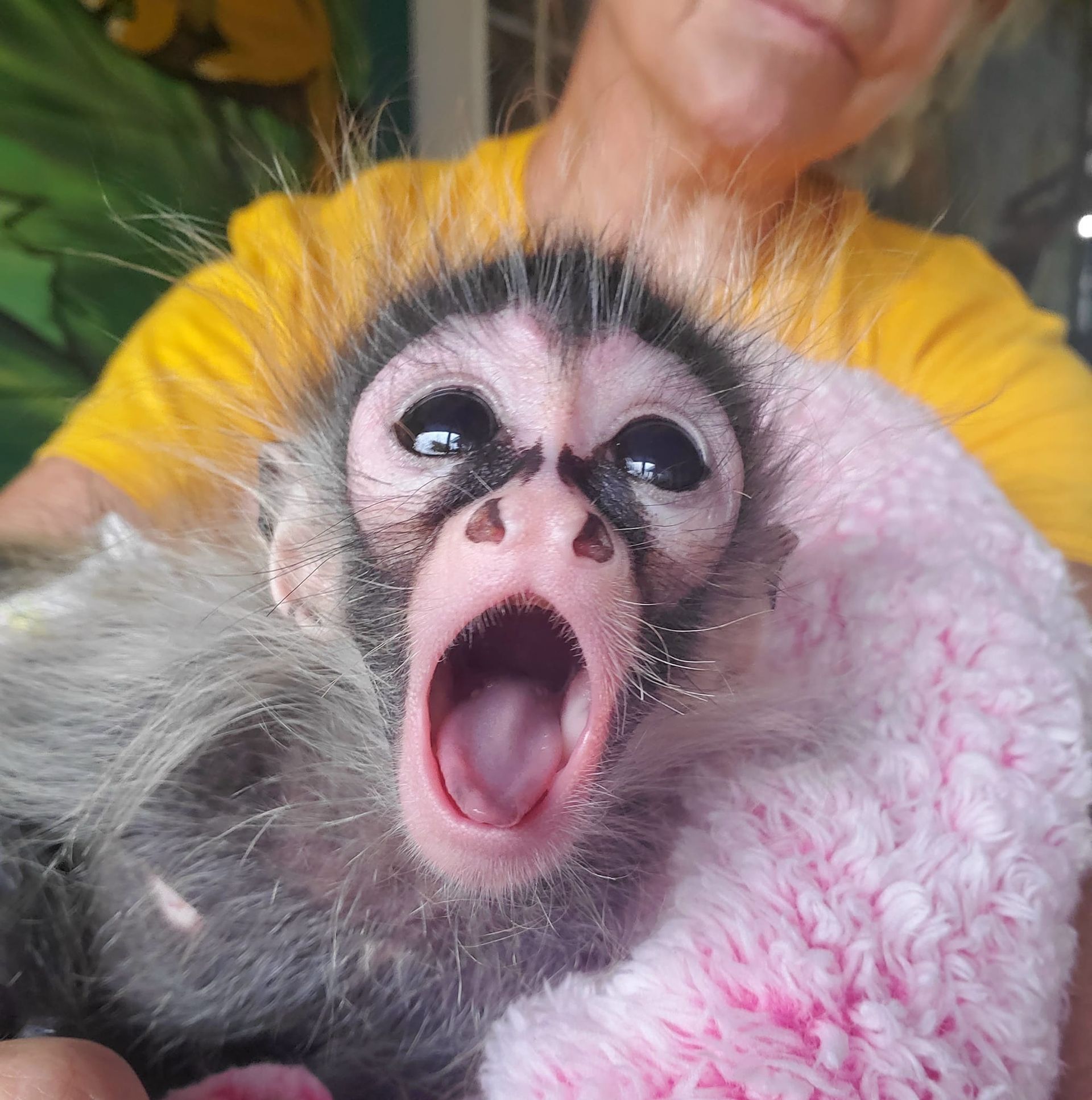 Monkey MayhemJakoby the spider monkeys in Orlando, FL