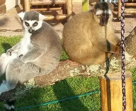 Lemurs in the Orlando, FL