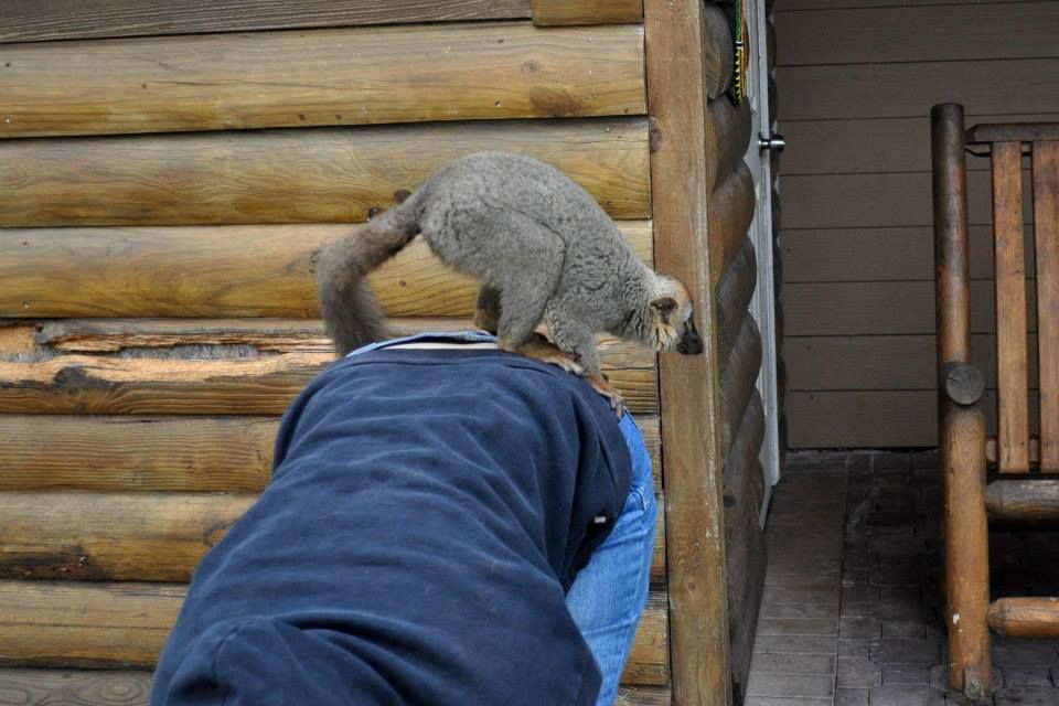 Fun Animal Adventure Activities in Orlando, FL