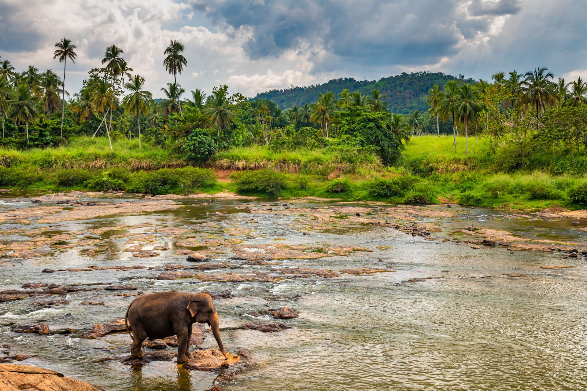 Elephant drinking in a shallow river beside lush green jungle and cloudy mountains