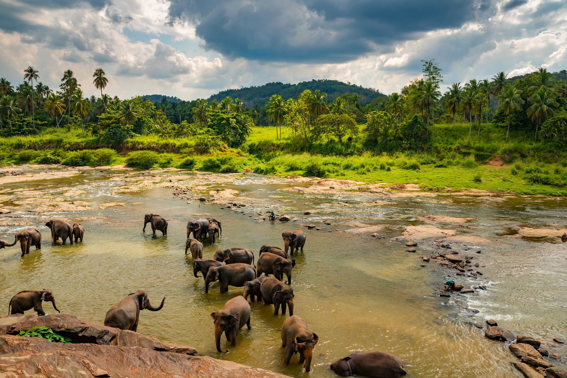 Elephants bathing in a muddy river beside lush green jungle and distant hills under cloudy sky