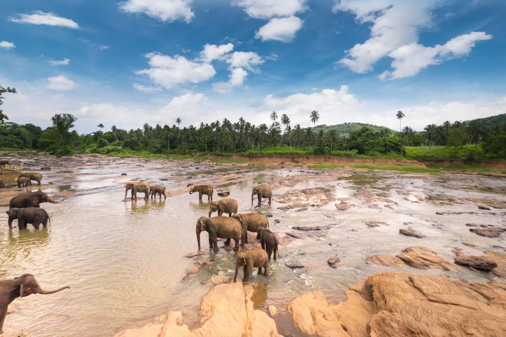 Elephants wade across a rocky river under a blue, cloudy sky with forest in the background